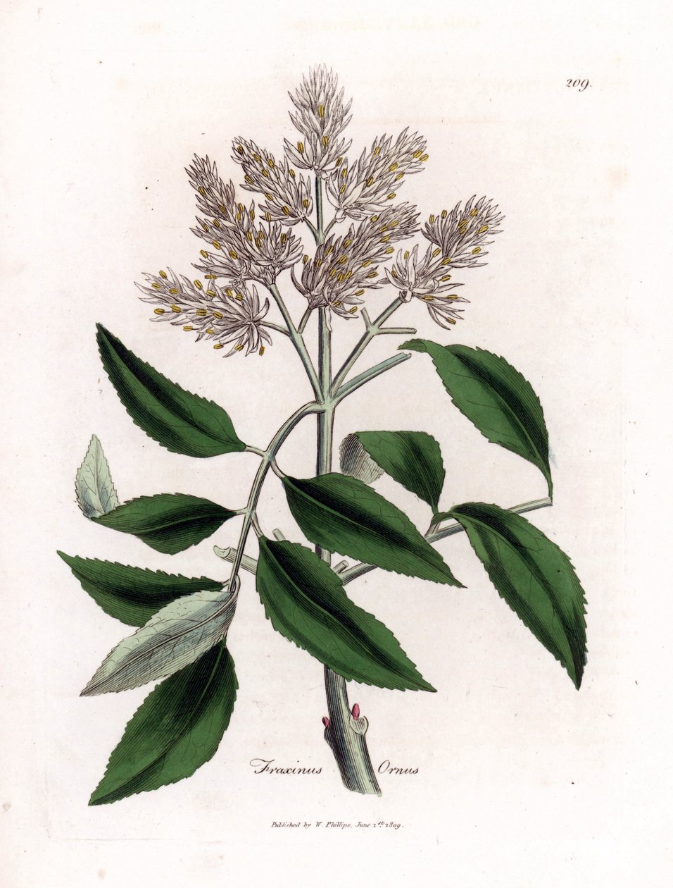 Çiçekli dişbudak ağacı, Fraxinus ornus. William Woodville'den James Sowerby ve Sir William Jackson Hooker'ın “” Medical Botany,” John Bohn, Londra'dan yaptığı bir botanik illüstrasyondan elle boyanmış bakır levha gravürü by James Sowerby
