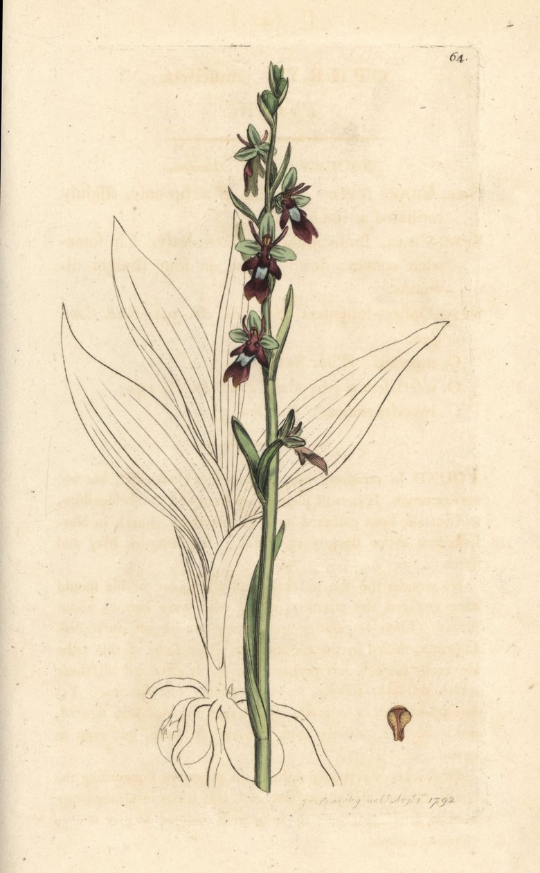 Sinek orkidesi, Ophrys insektifera (Fly orchis, Ophrys muscifera). James Smith's English Botany, Londra'dan James Sowerby tarafından yapılan bir illüstrasyondan sonra elle boyanmış bakır levha gravürü by James Sowerby