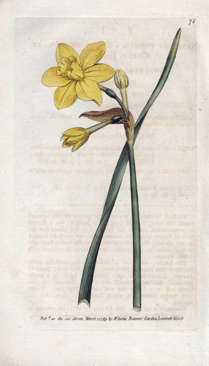 Kokulu nergis veya kokulu nergis - Litografi, James Sowerby (1757-1822), Botanical Magazine'den William Curtis (1746-1799) by James Sowerby