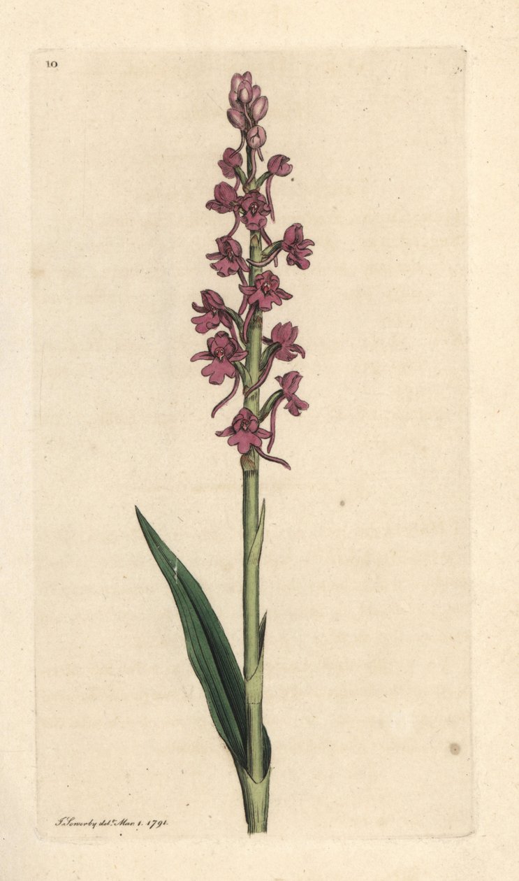 Kokulu orkide, Gymnadenia conopsea (Aromatic orchis, Orchis conopsea). James Smith's English Botany, Londra'dan James Sowerby tarafından yapılan bir illüstrasyondan sonra elle boyanmış bakır levha gravürü by James Sowerby