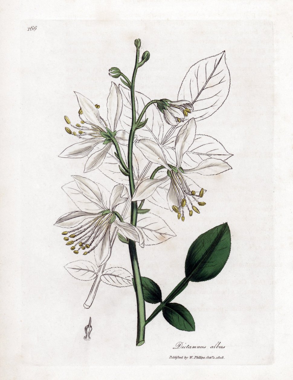 Fraxinelle - Beyaz fraxinella veya basard dittany, Dictamnus albus. William Woodville'den James Sowerby ve Sir William Jackson Hooker'ın "" Medical Botany"," John Bohn, Londra'dan yaptığı bir botanik illüstrasyondan elle boy by James Sowerby