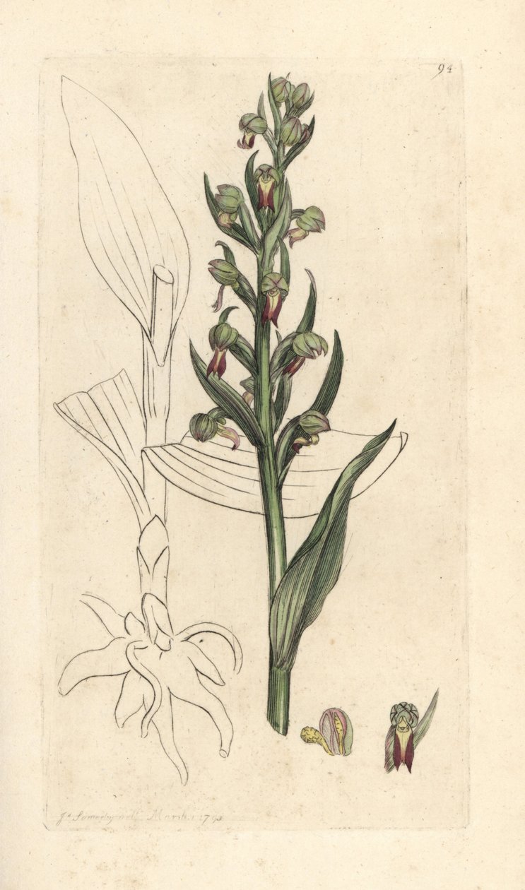 Kurbağa orkidesi, Dactylorhiza viridis (Kurbağa satyrion veya orchis, Satyrium viride). James Smith's English Botany, Londra'dan James Sowerby tarafından yapılan bir illüstrasyondan sonra elle boyanmış bakır levha gravürü by James Sowerby