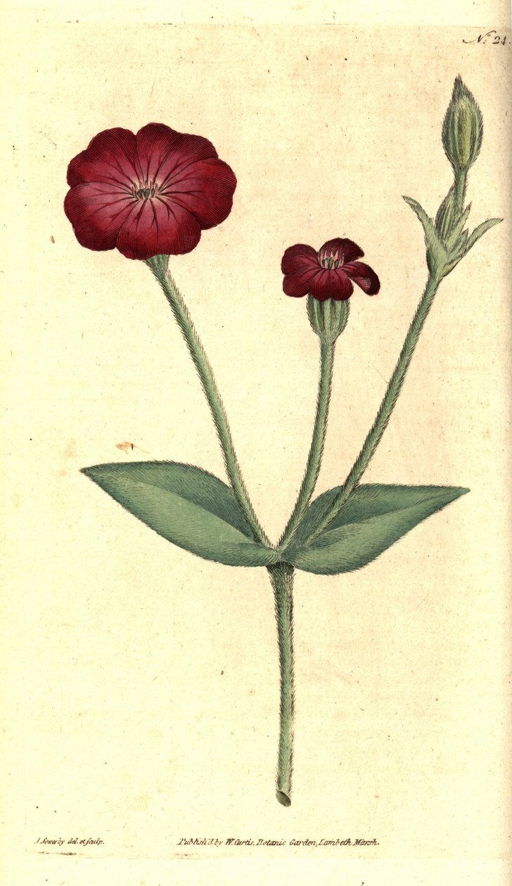 Bahçe Gelincik - Pembe Campion, Silene coronaria (Kaya kırağı veya kampion, Agrostemma coronaria). William Curtis'in The Botanical Magazine'den James Sowerby'nin el boyaması bakır levha gravürü ve botanik çizimi, Lambeth Marsh, Londra by James Sowerby