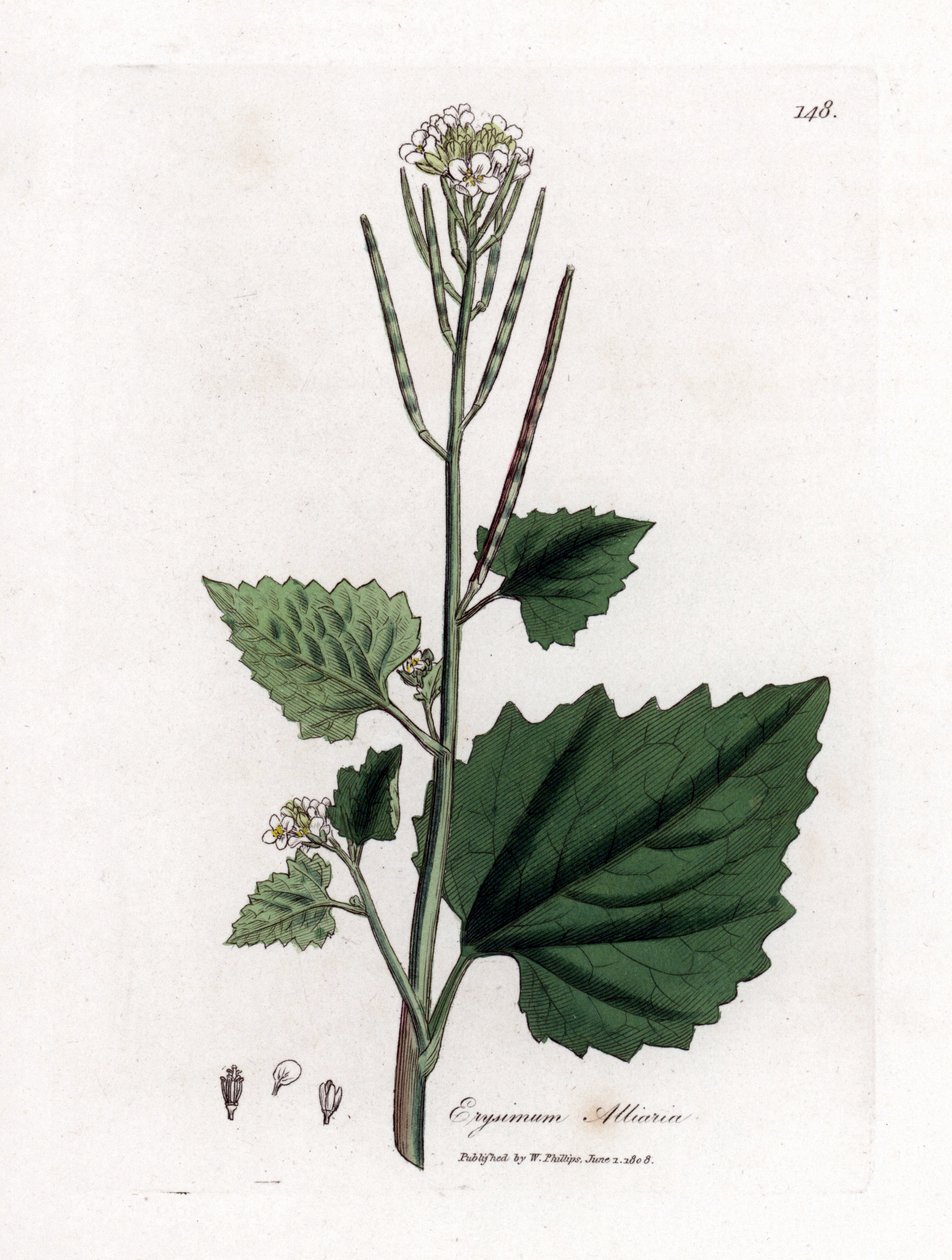 Sarımsaklı hardal, Alliaria petiolata. William Woodville'den James Sowerby ve Sir William Jackson Hooker'ın "" Medical Botany"," John Bohn, Londra'dan yaptığı bir botanik illüstrasyondan elle boyanmış bakır levha gravürü by James Sowerby