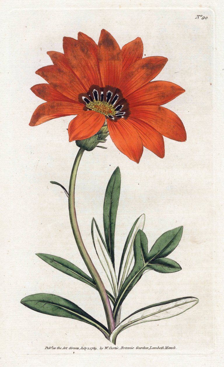 Gazania (gazania) dik - William Curtis'in Botanical Magazine'den (1746-1799) James Sowerby (1757-1822) tarafından yazılan Litografi by James Sowerby