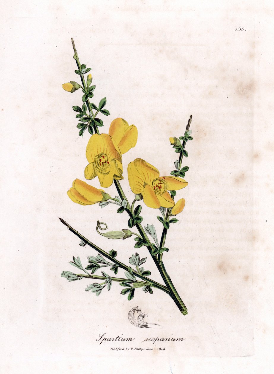 Genet bir süpürge - Ortak süpürge, Cytisus scoparius. William Woodville'den James Sowerby ve Sir William Jackson Hooker'ın "" Medical Botany"," John Bohn, Londra'dan yaptığı bir botanik illüstrasyondan elle boyanmış bakır le by James Sowerby