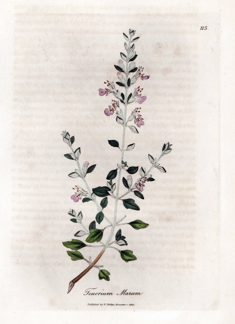 Germandree marum veya germandree of cat - Kedi kekiği, Teucrium marum. William Woodville'den James Sowerby ve Sir William Jackson Hooker'ın “” Medical Botany,” John Bohn, Londra'dan yaptığı bir botanik illüstrasyondan elle boyanmış bakır levha  by James Sowerby
