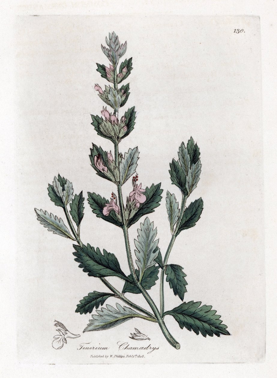 Germandree küçük meşe - Adi alman otu, Teucrium chamaedrys. William Woodville'den James Sowerby ve Sir William Jackson Hooker'ın “” Medical Botany,” John Bohn, Londra'dan yaptığı bir botanik illüstrasyondan elde boyanmış bakır levha gravürü by James Sowerby