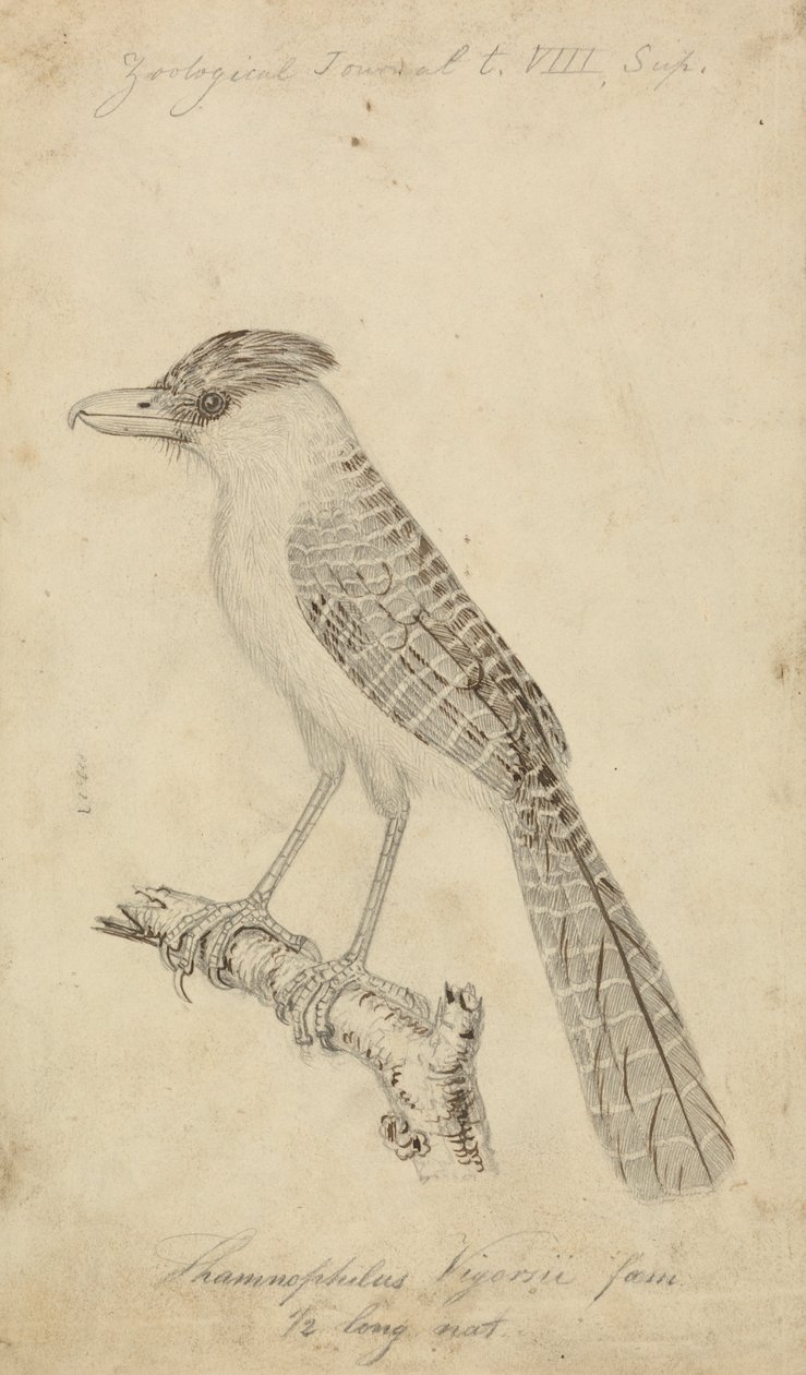Dev Antshrike by James Sowerby