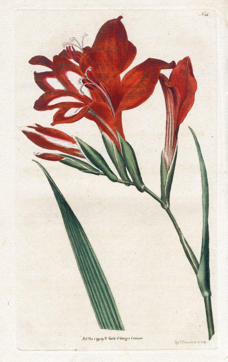 Glaieul kardinal - Litografi, James Sowerby (1757-1822), Botanical Magazine'den William Curtis (1746-1799) by James Sowerby