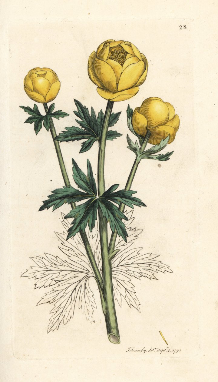 Küre çiçeği, Trollius europaeus. James Smith's English Botany, Londra'dan James Sowerby tarafından yapılan bir illüstrasyondan sonra elle boyanmış bakır levha gravürü by James Sowerby