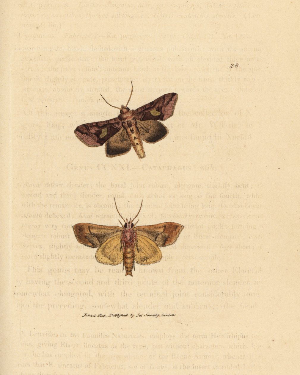 Altın pul güvesi, Autographa bractea (Phalaena Noctua bractea). The British Miscellany'den James Sowerby tarafından elle boyanmış bakır levha gravürü veya yeni, nadir veya az bilinen hayvan konularının renkli figürleri. by James Sowerby