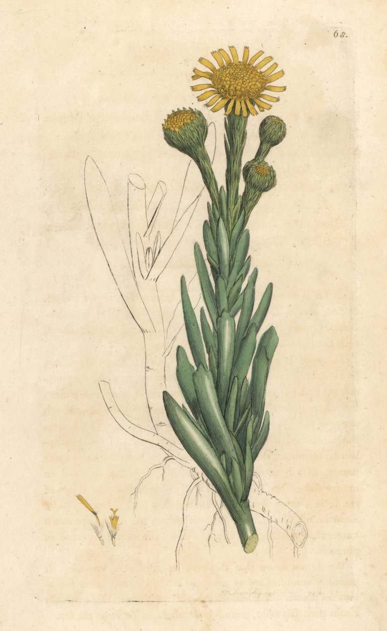 Altın samphire, Limbarda crithmoides (Samphire-leaved fleabane, Inula crithmoides) James Sowerby tarafından James Smith's English Botany, Londra'dan yapılan bir çizimden sonra elle boyanmış bakır levha gravürü by James Sowerby