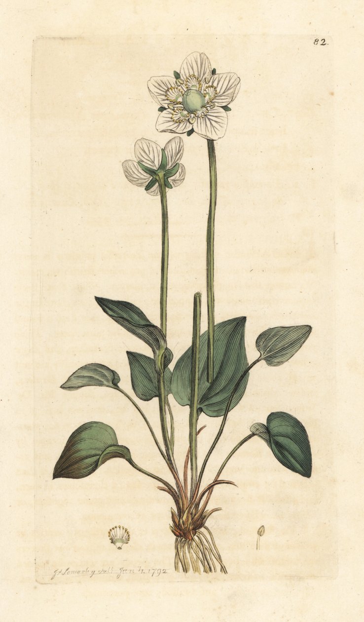 Grassy of Parnassus, Parnassia palustris James Smith's English Botany, Londra'dan James Sowerby tarafından yapılan bir illüstrasyondan sonra elle boyanmış bakır levha gravürü by James Sowerby