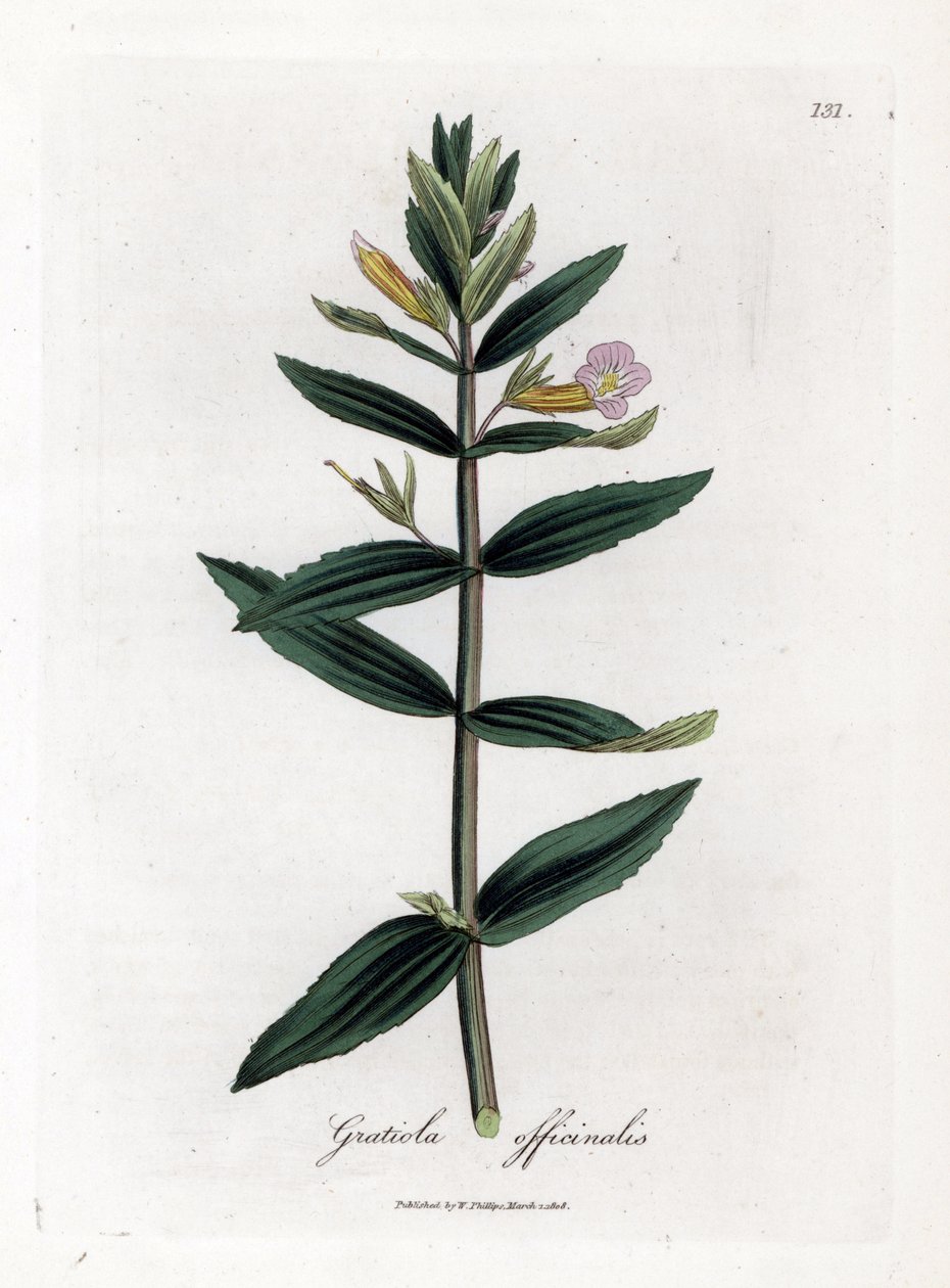 Gratiole officinale - Çördük otu, Gratiola officinalis. William Woodville'den James Sowerby ve Sir William Jackson Hooker'ın "" Medical Botany"," John Bohn, Londra'dan yaptığı bir botanik illüstrasyondan elle boyanmış bakır  by James Sowerby
