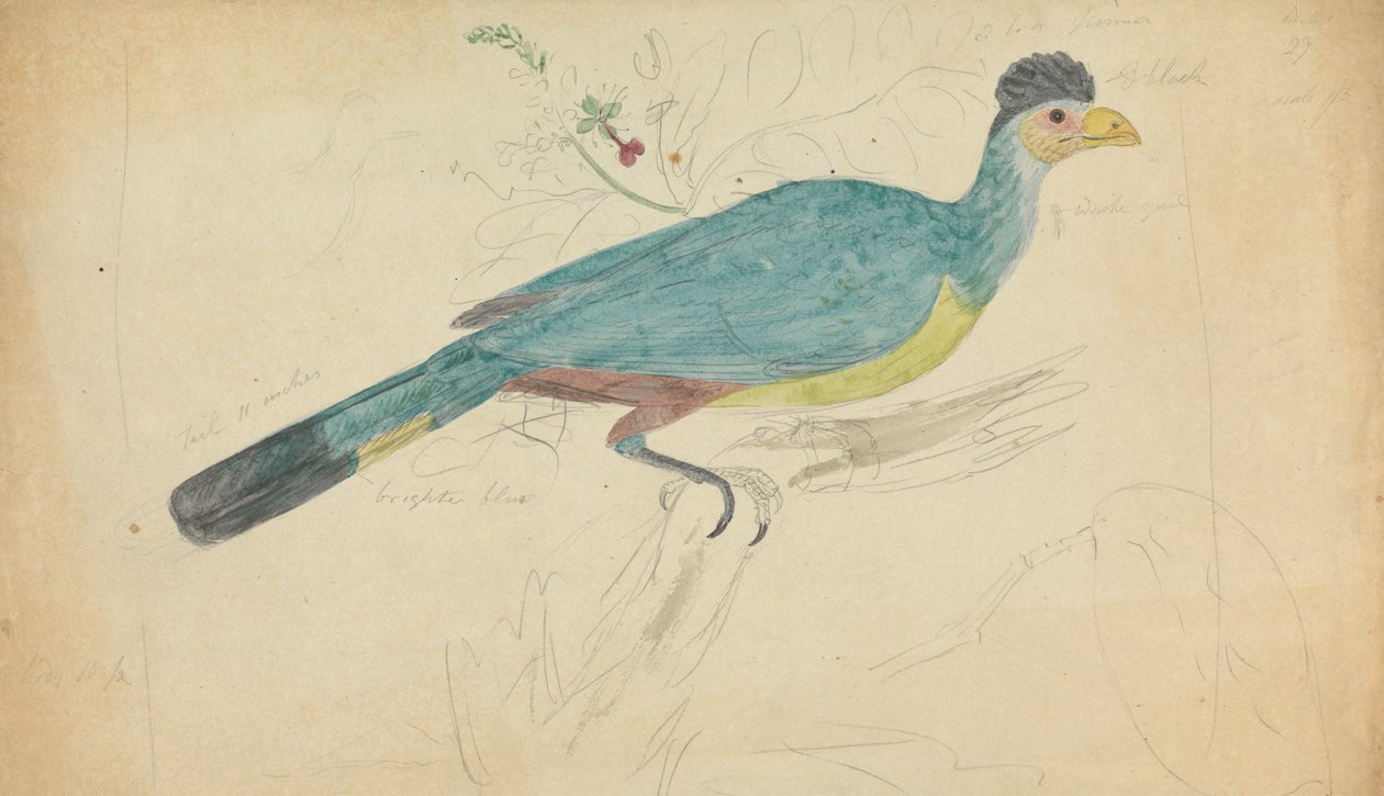 Büyük Mavi Turaco by James Sowerby