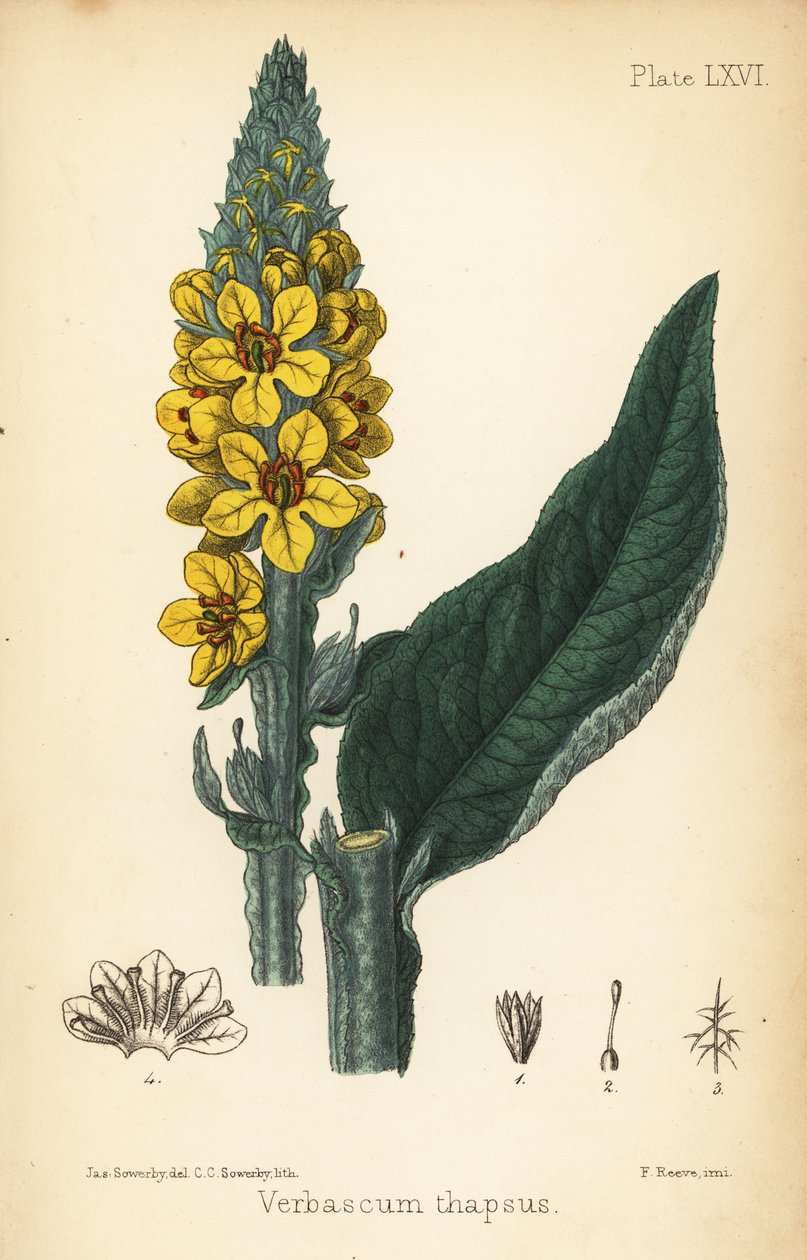 Büyük sığırkuyruğu, Verbasum thapsus. Edward Hamilton's Flora Homeopathica, Bailliere, Londra'dan James Sowerby tarafından yapılan bir illüstrasyondan sonra Charlotte Caroline Sowerby tarafından elle boyanmış litografi by James Sowerby
