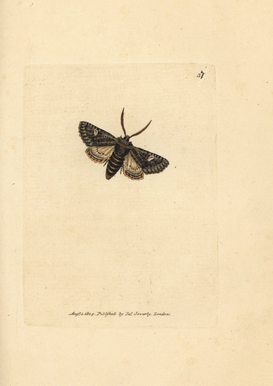 Yeşil benekli nokta güvesi, Valeria oleagina (Phalaena Bombyx oleagina). The British Miscellany'den James Sowerby tarafından elle boyanmış bakır levha gravürü veya yeni, nadir veya az bilinen hayvan konularının renkli figürleri. by James Sowerby