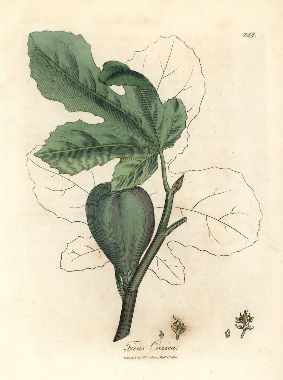 Yeşil incir, meyve, yaprak, yaprak taslağı, Ficus carica by James Sowerby