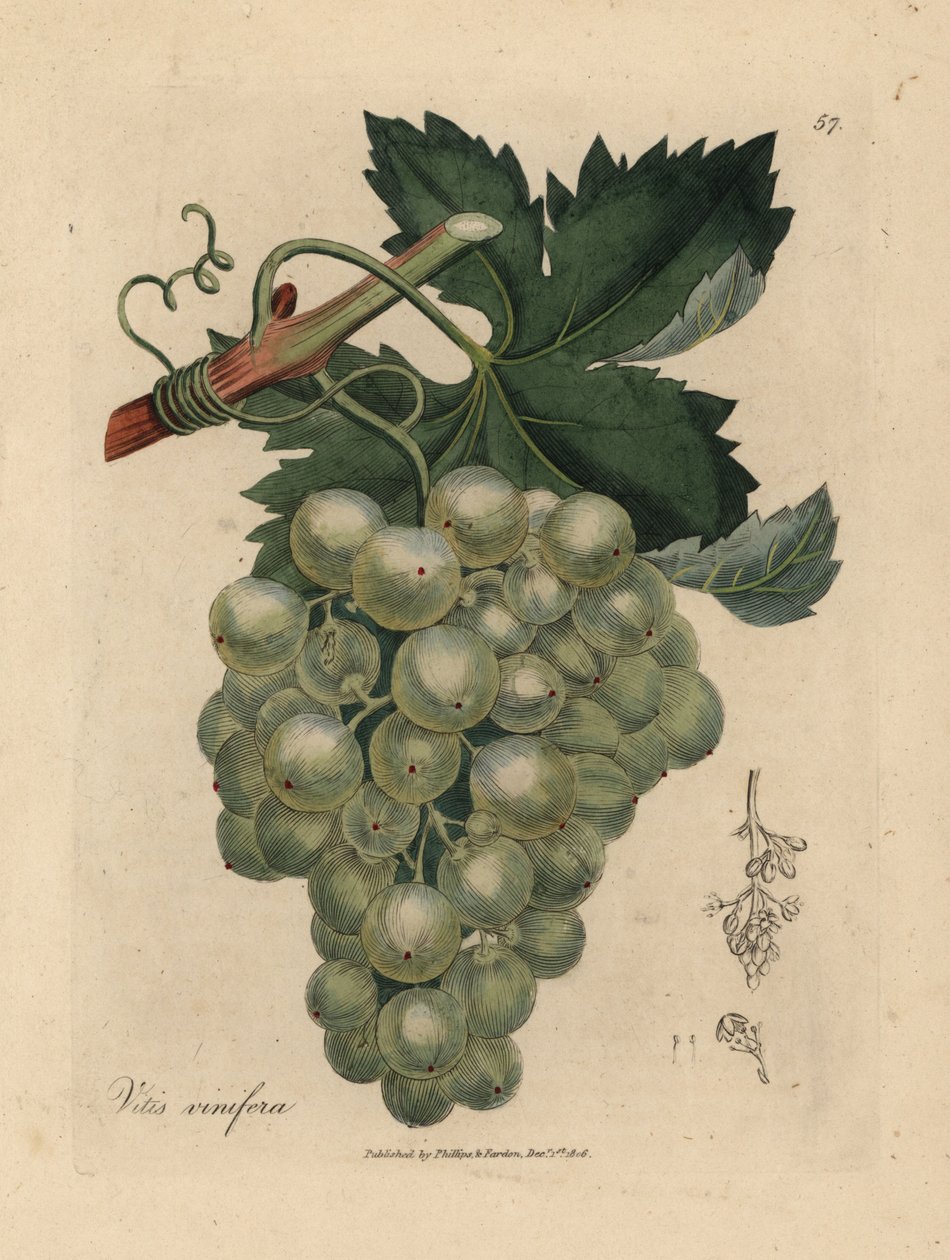 Yeşil üzüm, asma ve yapraklar, Vitis vinifera by James Sowerby