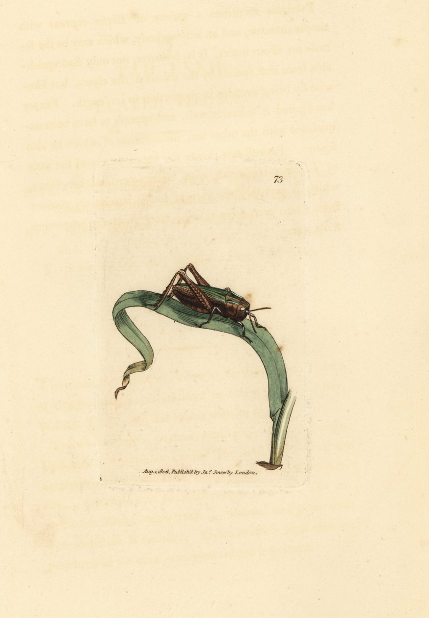Yeşil çekirge, Omocestus viridulus (Gryllus viridulus). The British Miscellany'den James Sowerby tarafından elle boyanmış bakır levha gravürü veya yeni, nadir veya az bilinen hayvan konularının renkli figürleri. by James Sowerby