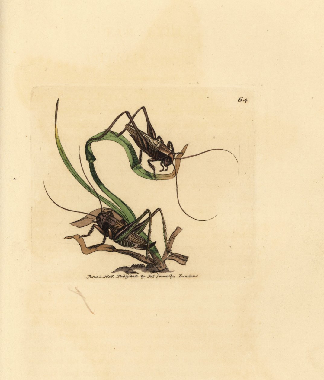 Gri çalı çekirgesi, Platycleis grisea (Gri akasya, Locust grisea). The British Miscellany'den James Sowerby tarafından elle boyanmış bakır levha gravürü veya yeni, nadir veya az bilinen hayvan konularının renkli figürleri. by James Sowerby