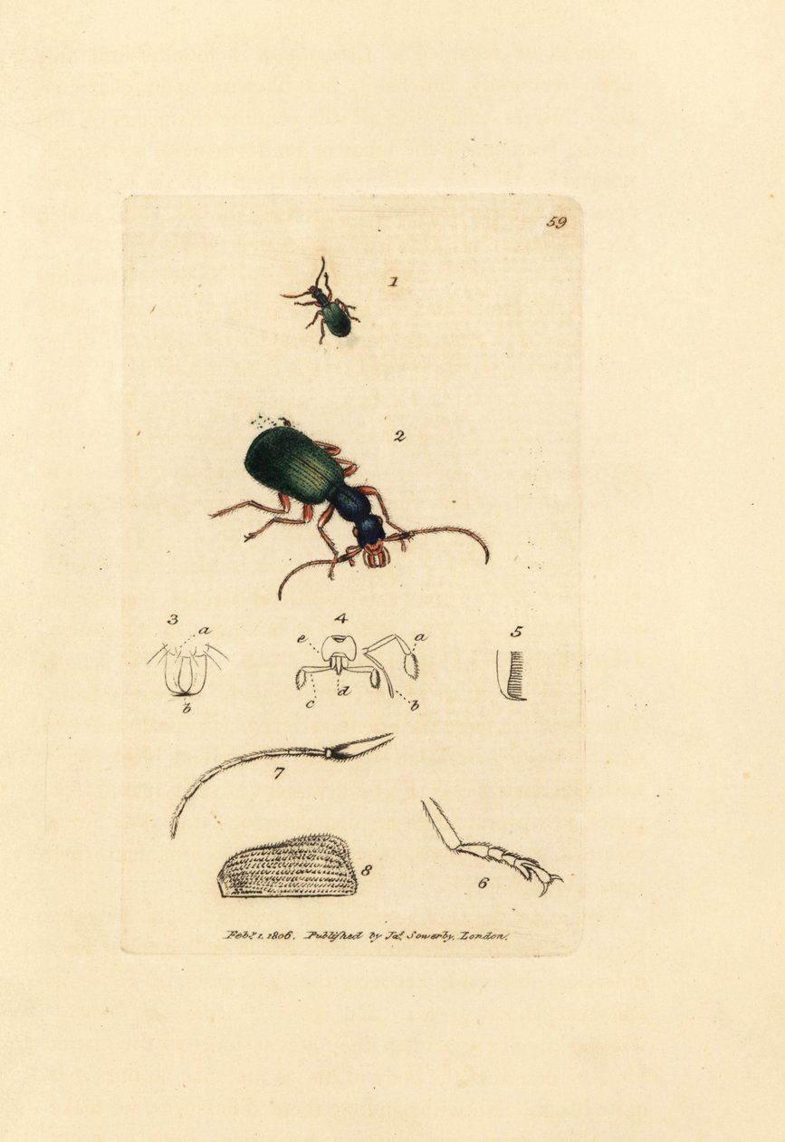 Yer böceği, Drypta dentata (Altın ağızlı karabus, Carabus chrysostomos). The British Miscellany'den James Sowerby tarafından elle boyanmış bakır levha gravürü veya yeni, nadir veya az bilinen hayvan konularının renkli figürleri. by James Sowerby