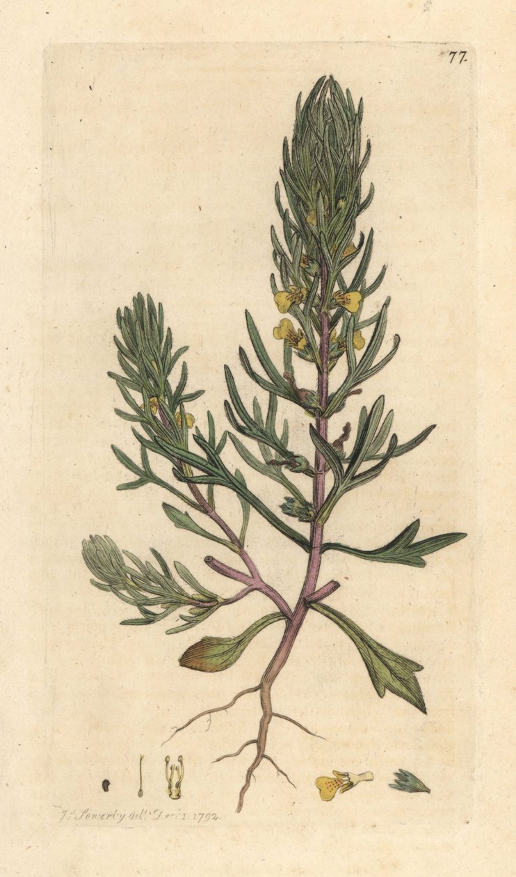 Öğütülmüş çam, Ajuga chamaepitys (köknar) James Smith's English Botany, Londra'dan James Sowerby tarafından yapılan bir illüstrasyondan sonra elle boyanmış bakır levha gravürü by James Sowerby