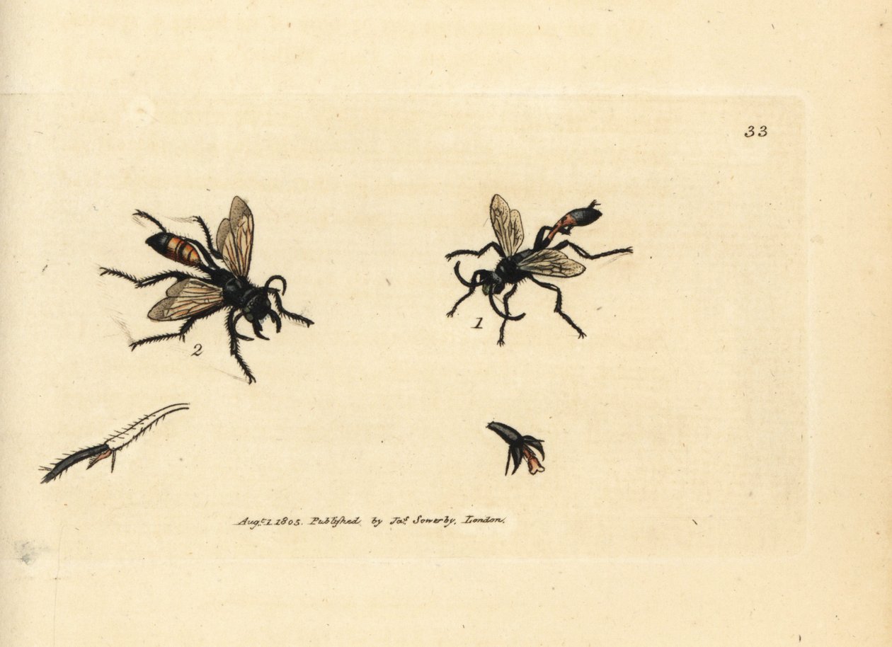 Kıllı kum arısı, Podalonia hirsuta (Ammophila hirsuta). The British Miscellany'den James Sowerby'nin El Boyalı Bakır Levha Gravürü veya Yeni, Nadir veya Az Bilinen Hayvan Konularının Renkli Figürleri. by James Sowerby