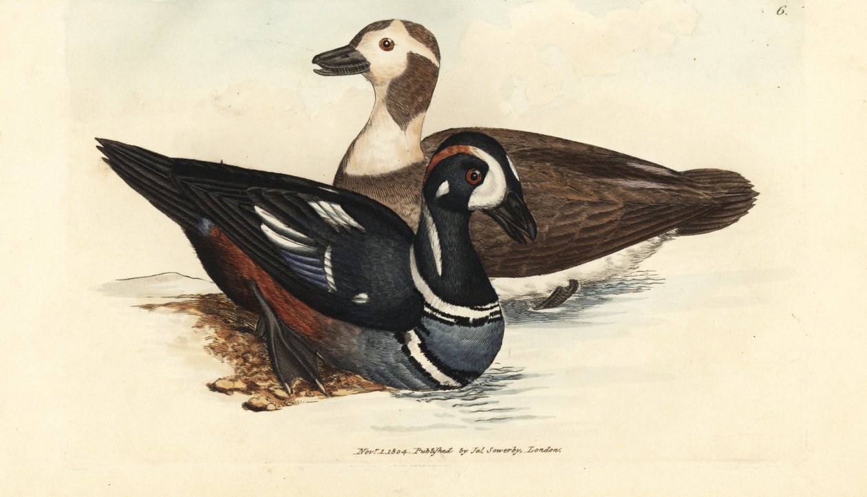 Palyaço ördeği, Histrionicus histrionicus (Anas histrionica). Erkek ve kadın. The British Miscellany'den James Sowerby tarafından elle boyanmış bakır levha gravürü veya yeni, nadir veya az bilinen hayvan konularının renkli figürleri. by James Sowerby