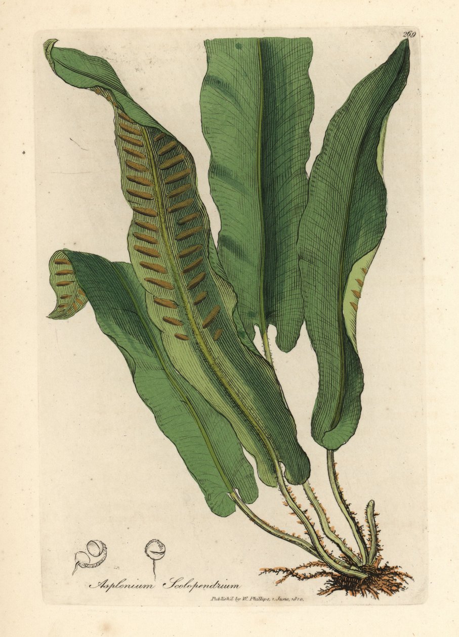 Harts-dil eğrelti otu , Asplenium scolopendrium by James Sowerby