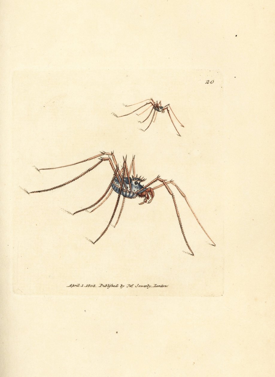 Biçerdöver örümceği, Megabunus diadema. The British Miscellany'den James Sowerby tarafından elle boyanmış bakır levha gravürü veya yeni, nadir veya az bilinen hayvan konularının renkli figürleri. by James Sowerby