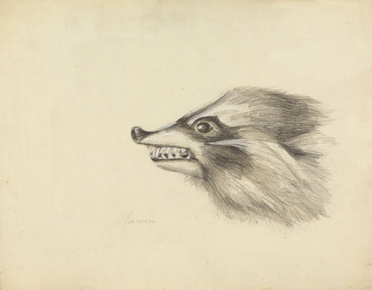 Rakun Başkanı by James Sowerby