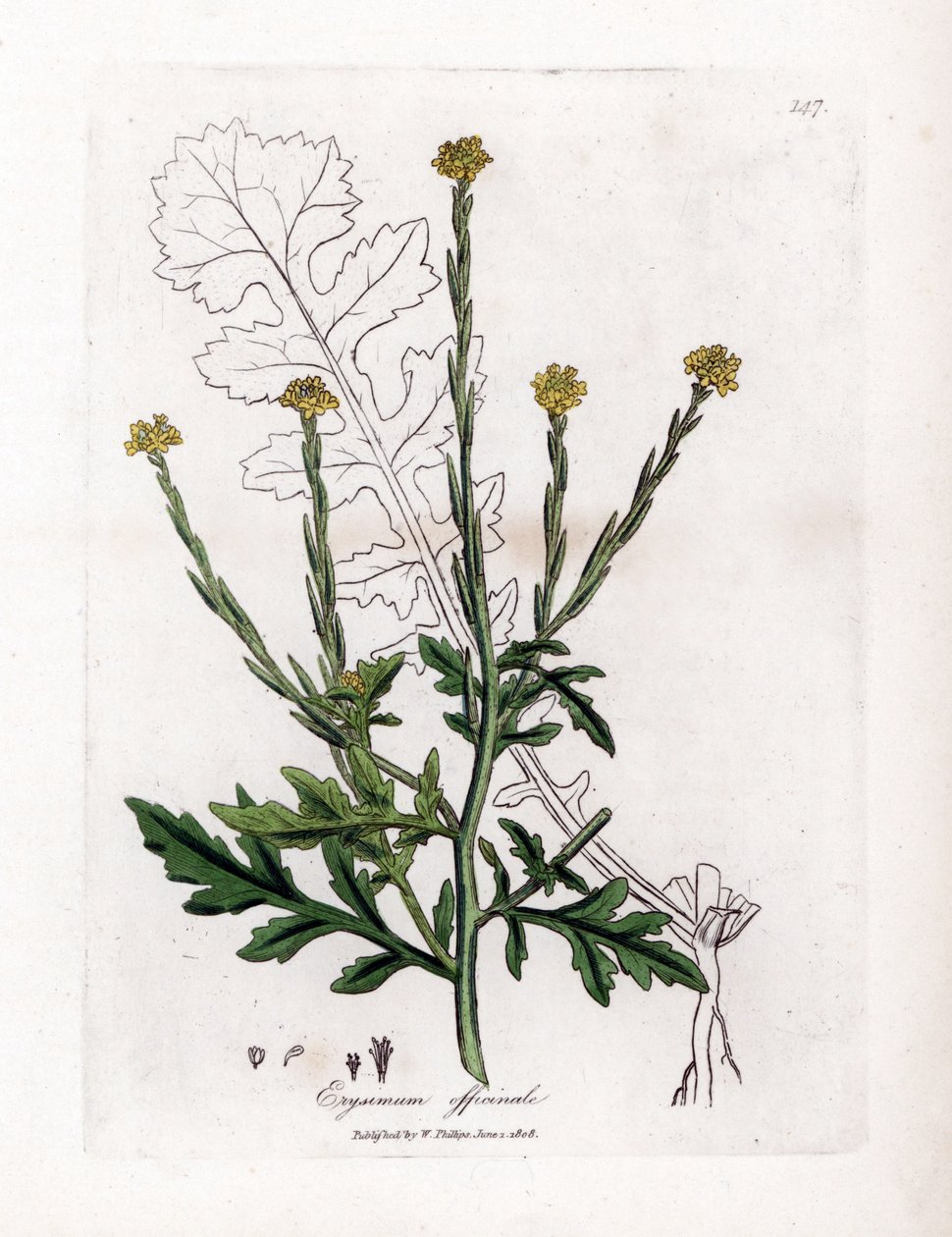 Şarkıcılı bitki veya çit veya kadife otu - Çit hardalı, Erysium officinale. William Woodville'den James Sowerby ve Sir William Jackson Hooker'ın “” Medical Botany,” John Bohn, Lon adlı eserinden bir botanik illüstrasyondan elde boyanmış bakır levha by James Sowerby