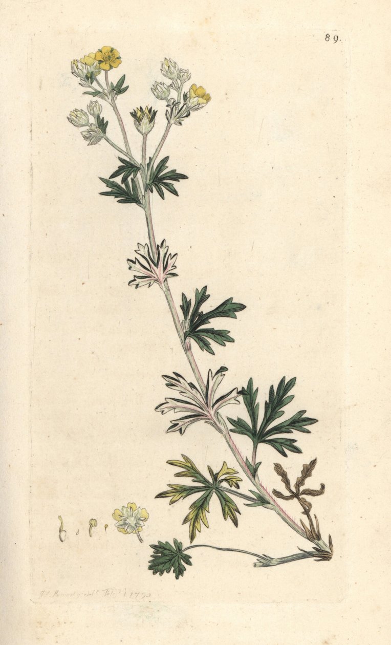 Ağarmış beşparmakotu, Potentilla argentea ( Beşparmakotu ) James Sowerby'nin James Smith's English Botany, Londra'dan yaptığı bir illüstrasyondan sonra elle boyanmış bakır levha gravürü by James Sowerby