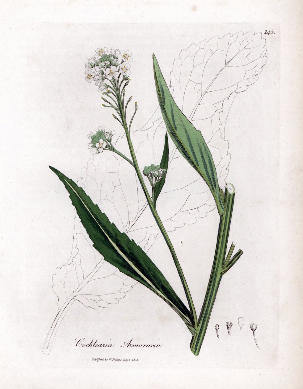 Yaban turpu veya kızılcık - Yaban turpu, Armoracia rustikana. William Woodville'den James Sowerby ve Sir William Jackson Hooker'ın "" Medical Botany"," John Bohn, Londra'dan yaptığı bir botanik illüstrasyondan elle boyanmış  by James Sowerby