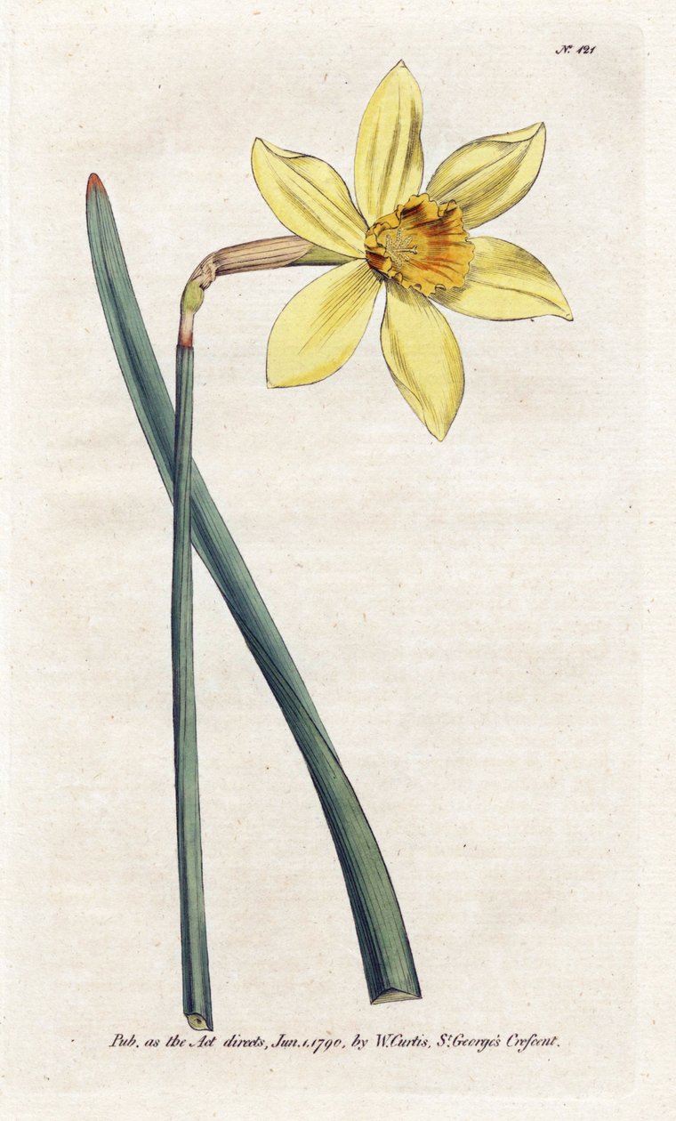 Eşsiz Narcissus - William Curtis'in Botanik Dergisi'nden (1746-1799) James Sowerby (1757-1822) tarafından yazılan Litografi by James Sowerby