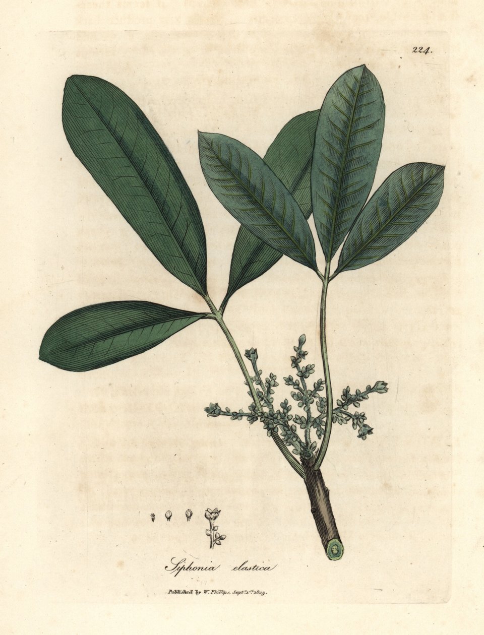 Hindistan kauçuk ağacı, elastik reçine ağacı, Siphonia elastica by James Sowerby
