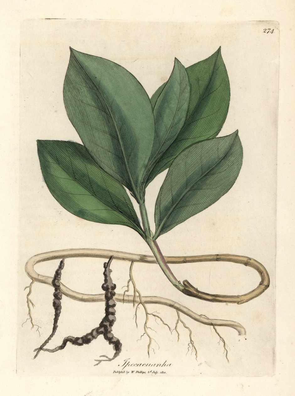 Ipecacuan, Ipecacuanha by James Sowerby