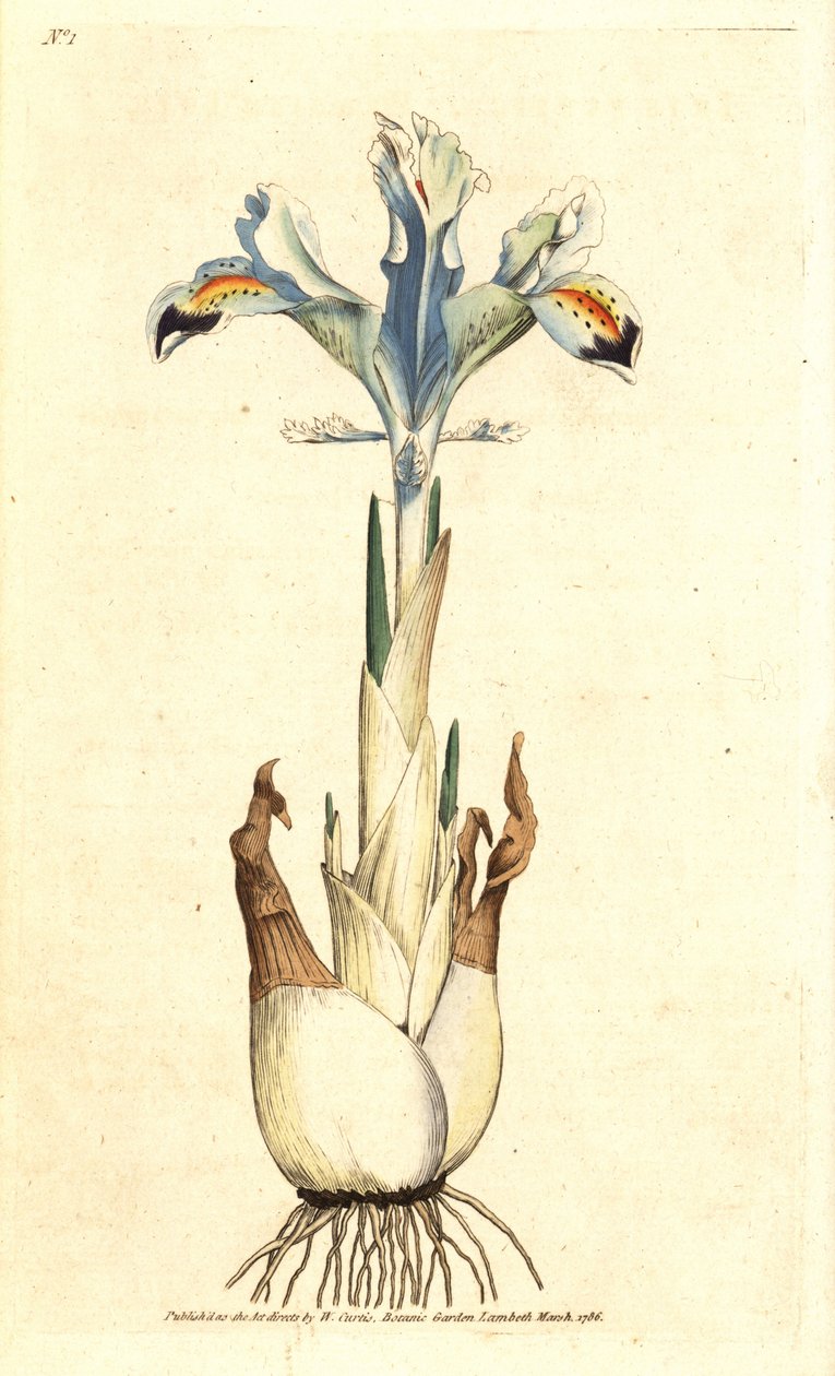 İris (İran gülü) - Farsça iris, İris persica. William Curtis'in The Botanical Magazine, Lambeth Marsh, Londra'dan James Sowerby'nin botanik illüstrasyonundan sonra elde boyanmış bakır levha gravürü by James Sowerby