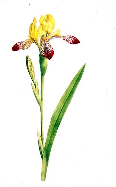Iris Variegata, c.1800 (kağıt üzerine kurşun kalem üzerine sulu boya) by James Sowerby