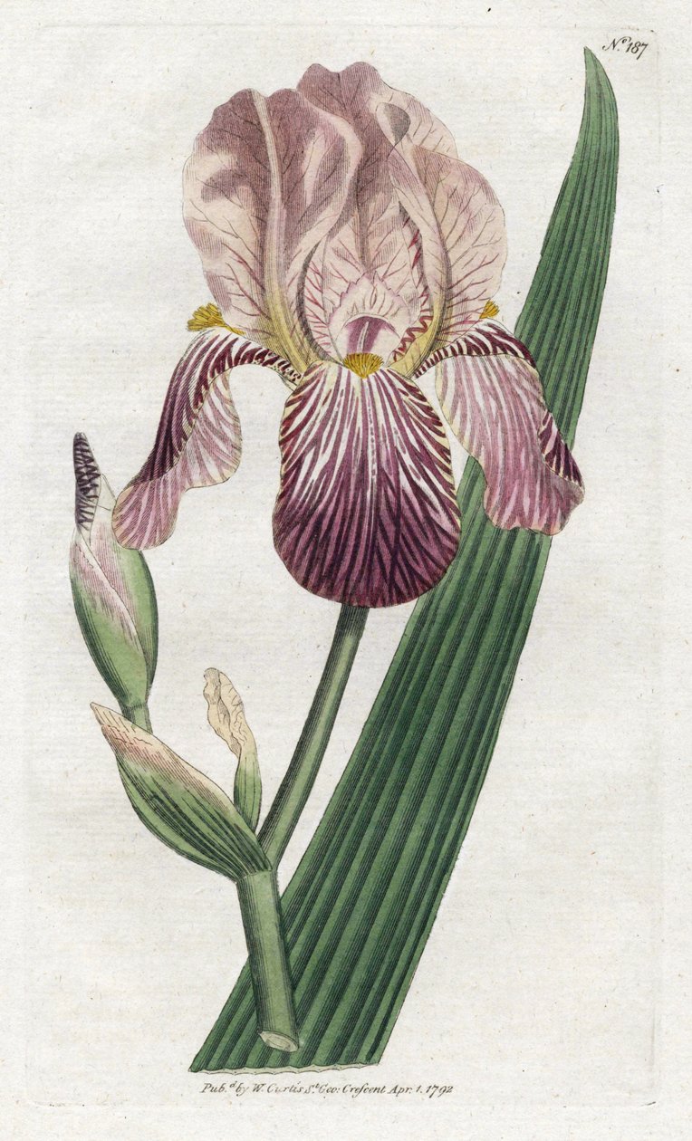 İris bir mürver kokusu - James Sowerby'nin (1757-1822) litografisi, William Curtis'in Botanical Magazine'den (1746-1799) bir levha by James Sowerby