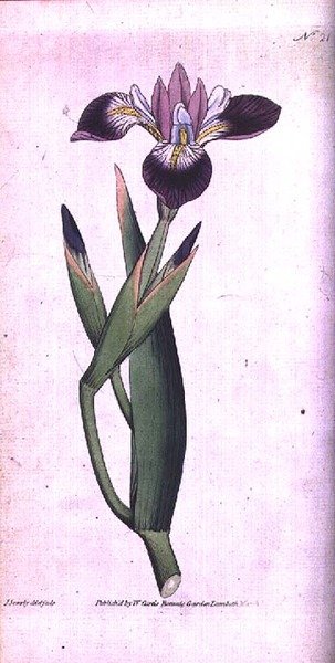 Iris vericolour, William Curtis