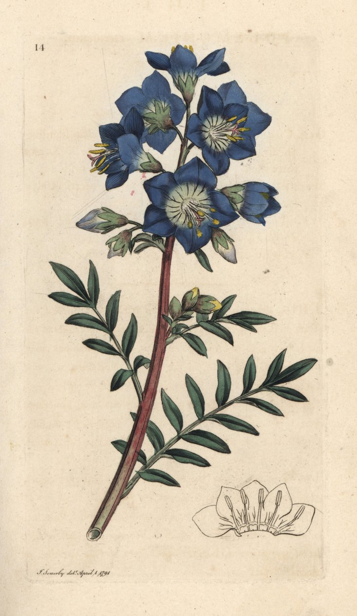 Jacob'ın merdiveni veya Yunan kediotu, Polemonium caeruleum James Sowerby'nin James Smith's English Botany, Londra'dan yaptığı bir illüstrasyondan sonra elle boyanmış bakır levha gravürü by James Sowerby