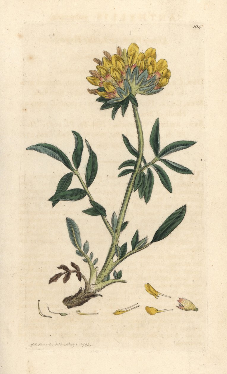Böbrek fiği veya kadın parmağı, Anthyllis vulneraria (Anthyllide vulneraire) James Sowerby'nin James Smith's English Botany, Londra'dan yaptığı bir illüstrasyondan sonra elle boyanmış bakır levha gravürü by James Sowerby