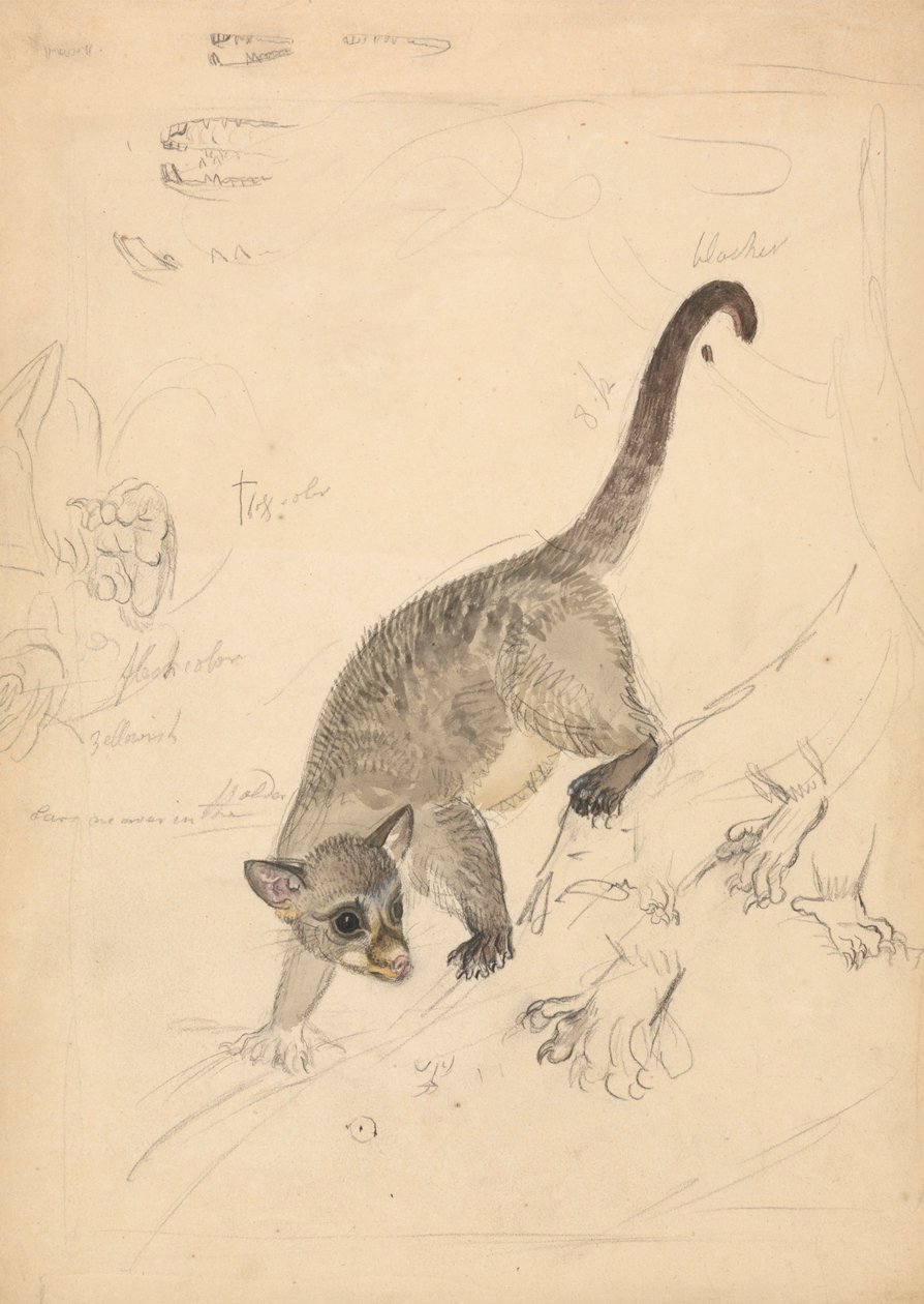Kinkaju by James Sowerby