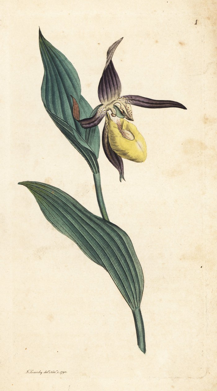 Hanım terliği orkidesi, Cypripedium calceolus. James Smith's English Botany, Londra'dan James Sowerby tarafından yapılan bir illüstrasyondan sonra elle boyanmış bakır levha gravürü by James Sowerby
