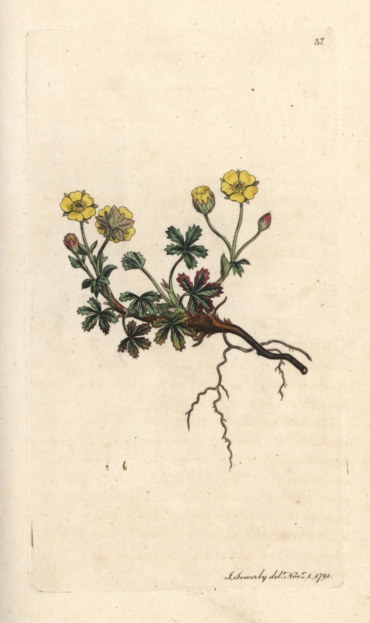 Büyük çiçekli potentilla, Potentilla grandiflora (Spring beşparmakotu, Potentilla verna) (beşparmakotu) James Sowerby'nin James Smith's English Botany, Londra'dan yaptığı bir illüstrasyondan sonra elle boyanmış bakır levha gravürü by James Sowerby
