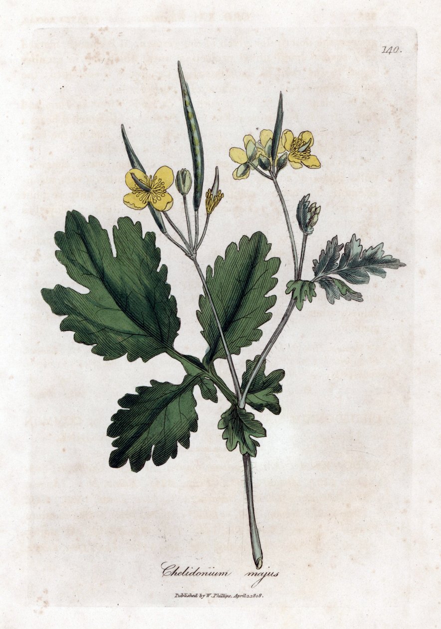Büyük chelidoine veya büyük ışık - Büyük kırlangıçotu, Chelidonium majus. William Woodville'den James Sowerby ve Sir William Jackson Hooker'ın "" Medical Botany"," John Bohn, Londra'dan yaptığı bir botanik illüstrasyondan el by James Sowerby