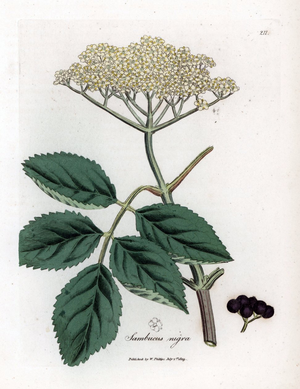 Büyük mürver veya kara mürver - Yaygın siyah mürver ağacı, Sambucus nigra. William Woodville'den James Sowerby ve Sir William Jackson Hooker'ın “” Medical Botany,” John Bohn, Londra'dan yaptığı bir botanik illüstrasyondan elde boyanmış bakır le by James Sowerby
